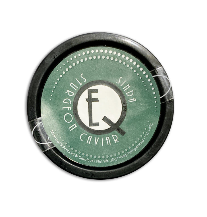 EQ Sinda Schrenckii x Dauricus Caviar